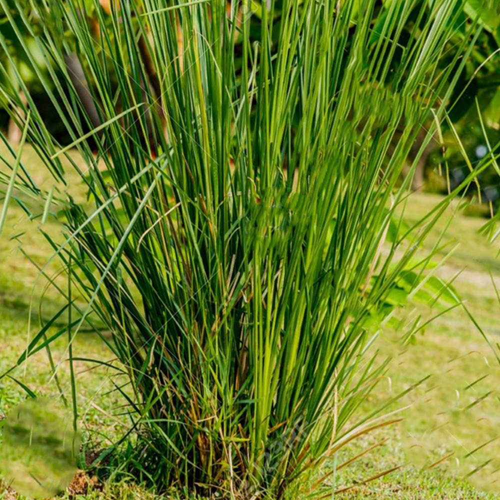 ORGANIC VETIVER OIL